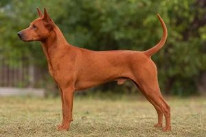 Thai Ridgeback — Red coat