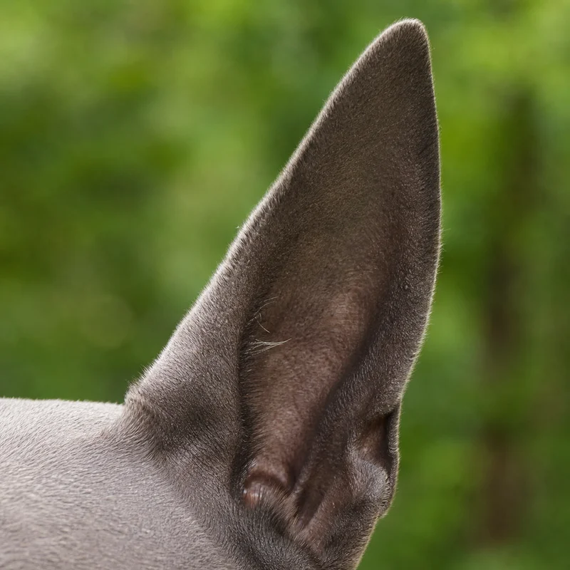 Thai Ridgeback — ears