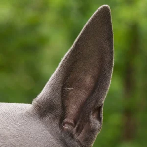 Thai Ridgeback — ears