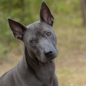Thai Ridgeback — alert