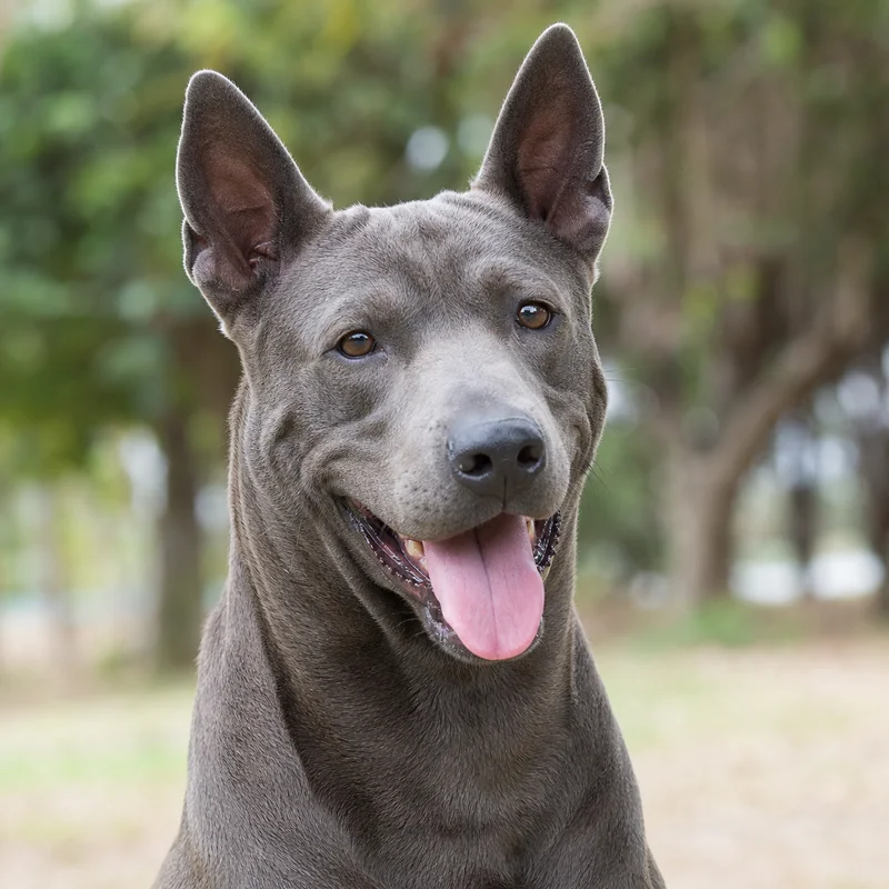 Thai Ridgeback — happy