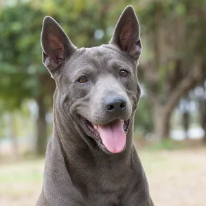 Thai Ridgeback — happy