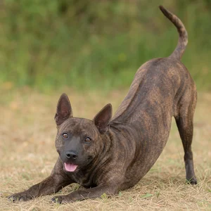 Thai Ridgeback — playful
