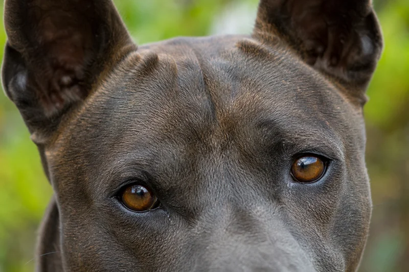Thai Ridgeback — eyes