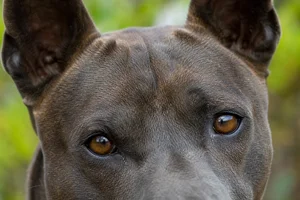 Thai Ridgeback — eyes
