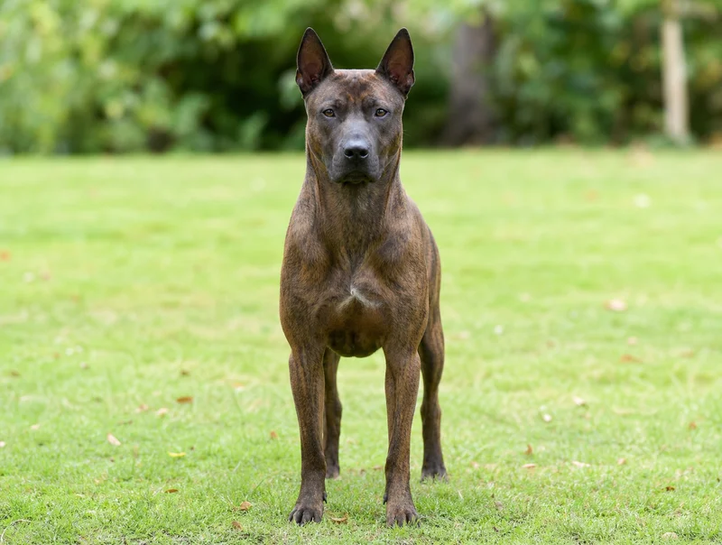 Thai Ridgeback — front