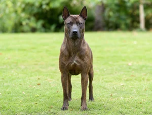 Thai Ridgeback — front
