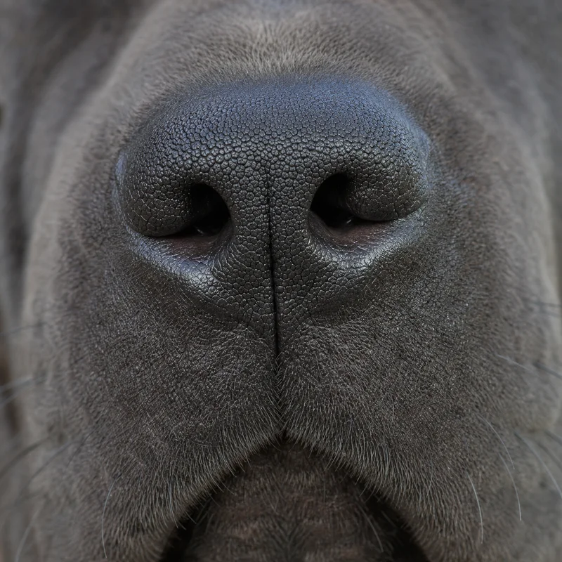 Thai Ridgeback — nose