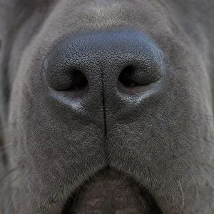 Thai Ridgeback — nose