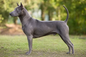 Thai Ridgeback dog