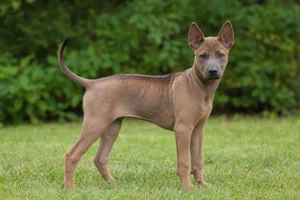 Thai Ridgeback — puppy (~4 mo)
