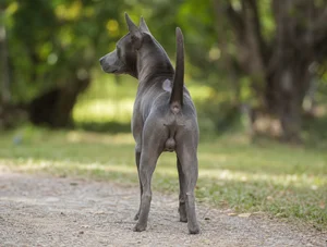 Thai Ridgeback — rear