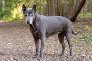 Thai Ridgeback — senior