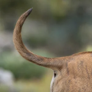 Thai Ridgeback — tail
