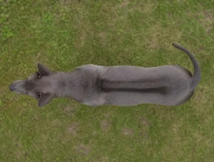 Thai Ridgeback — top