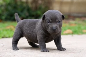 Thai Ridgeback — young puppy (~1 mo)