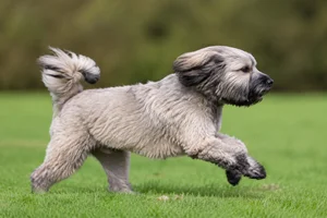Tibetan Kyi Apso — running