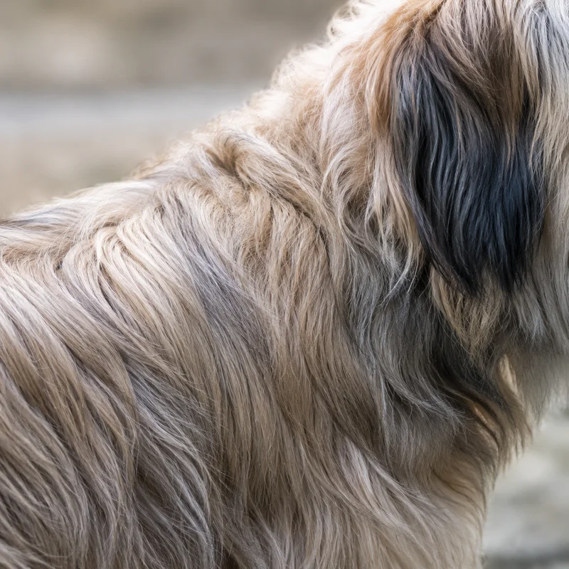 Tibetan Kyi Apso — coat texture