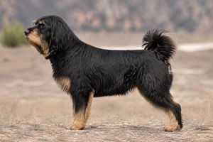 Tibetan Kyi Apso — Black and Tan coat