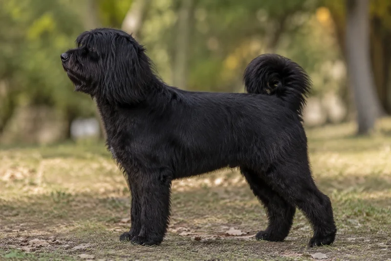 Tibetan Kyi Apso — Black coat