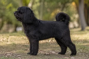 Tibetan Kyi Apso — Black coat