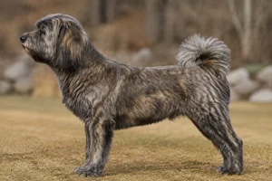 Tibetan Kyi Apso — Brindle coat