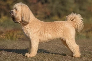 Tibetan Kyi Apso — Gold coat