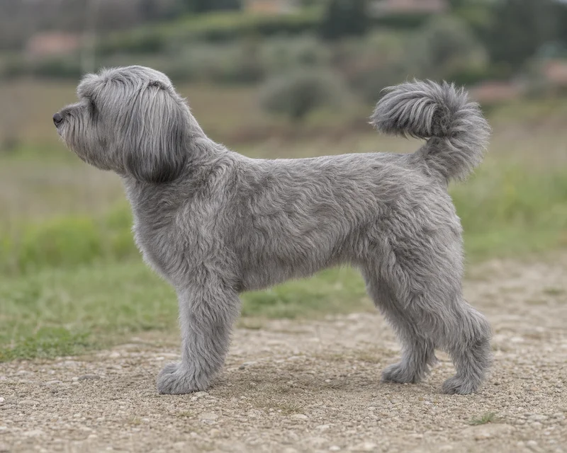 Tibetan Kyi Apso — Gray coat
