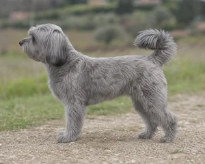 Tibetan Kyi Apso — Gray coat