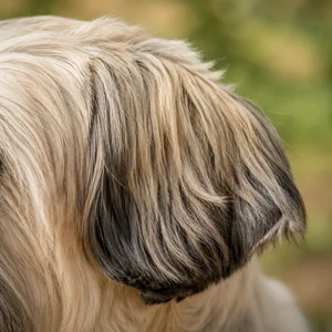 Tibetan Kyi Apso — ears