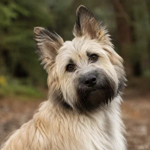 Tibetan Kyi Apso — alert