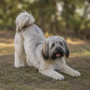 Tibetan Kyi Apso — playful