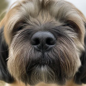 Tibetan Kyi Apso — nose
