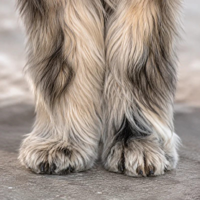 Tibetan Kyi Apso — paws