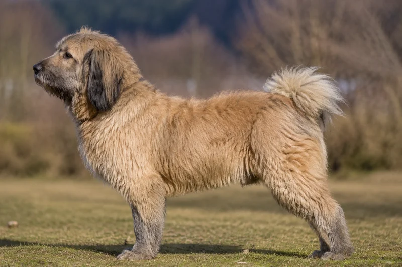 Tibetan Kyi Apso — side
