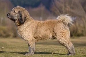 Tibetan Kyi Apso dog