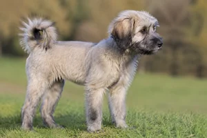 Tibetan Kyi Apso — puppy (~4 mo)