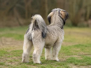 Tibetan Kyi Apso — rear