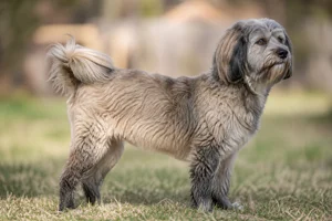 Tibetan Kyi Apso — senior