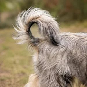 Tibetan Kyi Apso — tail