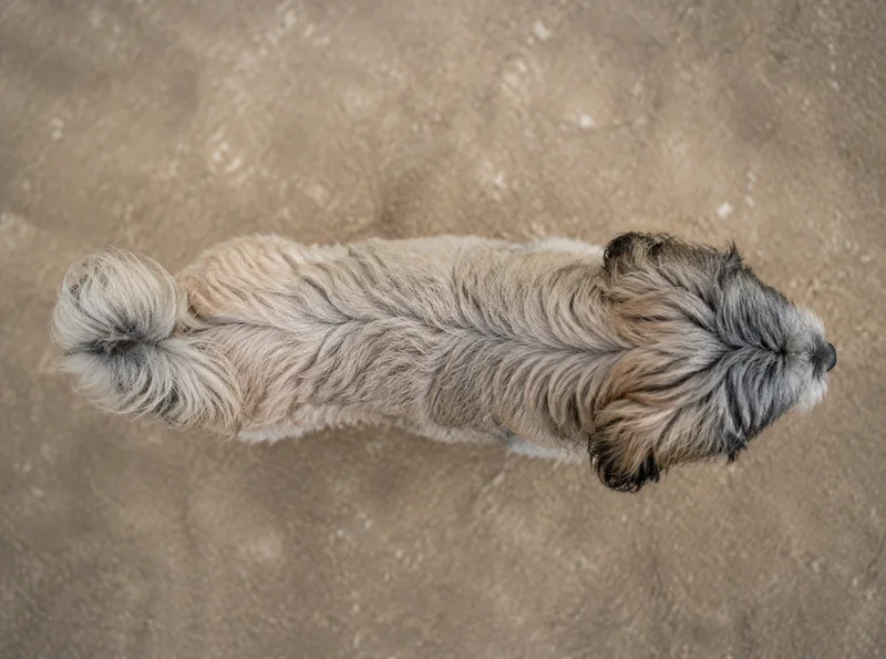 Tibetan Kyi Apso — top