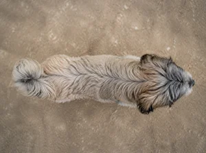 Tibetan Kyi Apso — top