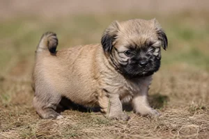 Tibetan Kyi Apso — young puppy (~1 mo)