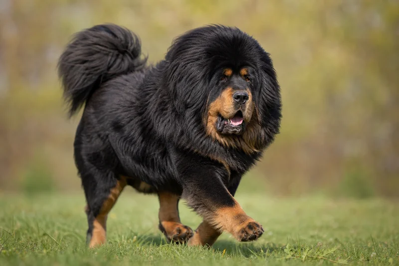 Tibetan Mastiff — running