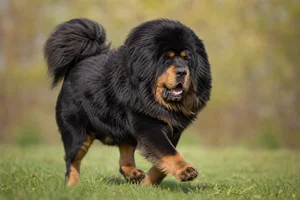 Tibetan Mastiff — running