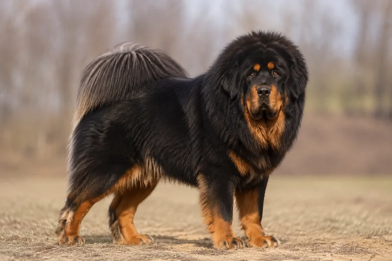 Tibetan Mastiff — adult