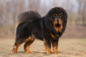 Tibetan Mastiff — adult