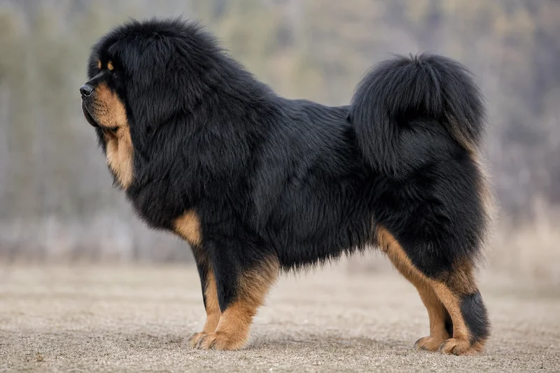 Tibetan Mastiff — Black & Tan coat