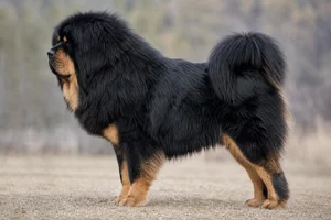 Tibetan Mastiff — Black & Tan coat