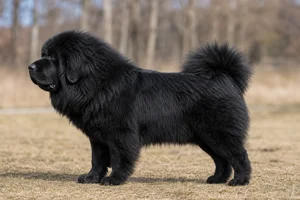 Tibetan Mastiff — Black coat